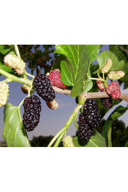 Шовковиця Шеллі — крупноплідна, солодка, ароматна.